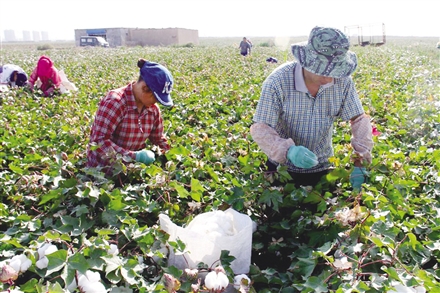 九月以来 海东市民和县2.2万农民千里赴疆采棉