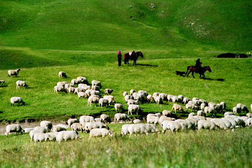 青海海北州发展特色高原有机畜牧业大有可为