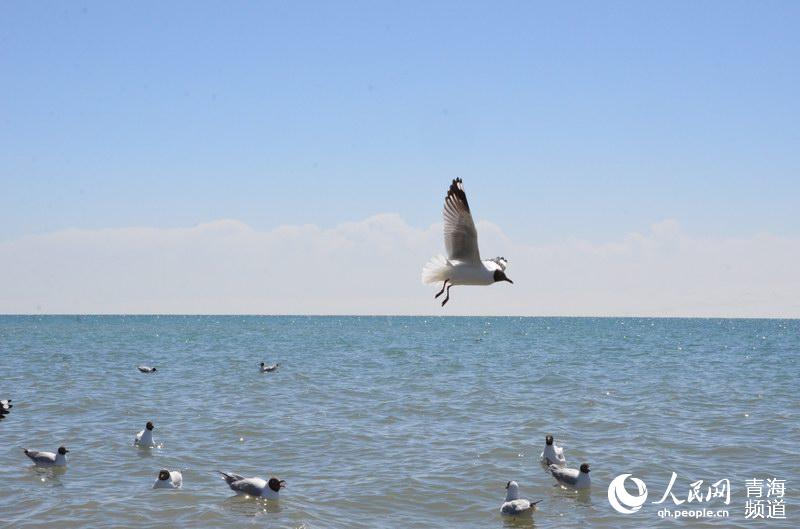 青海湖生态保护效果显著 水体面积连续11年持