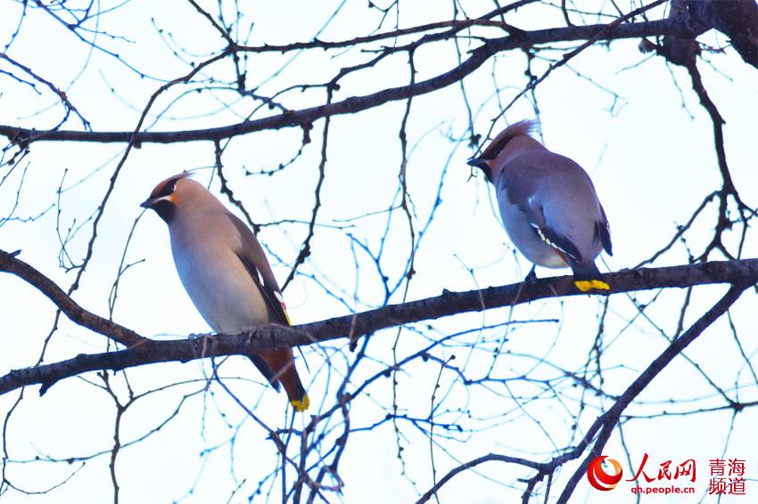 鸟的耳朵的特点和作用 LOCAL201912141119000008911907178.jpg