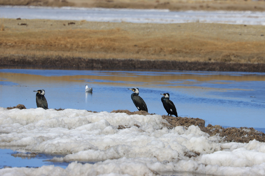 ��������