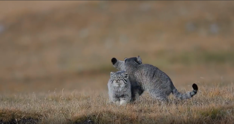 视频|雪豹、荒漠猫、藏狐……野生动物的天堂        