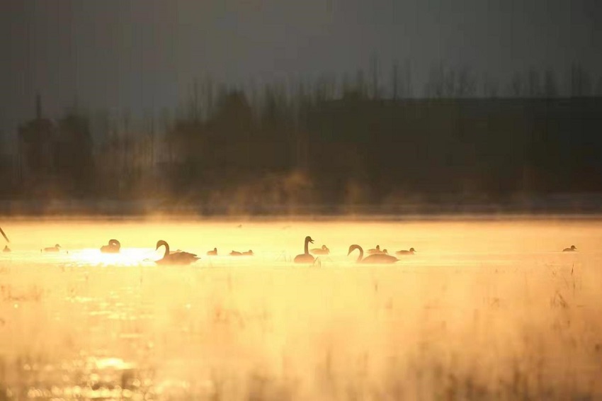 數百隻大天鵝遷徙至黃河流域青海化隆段越冬。李玉峰攝