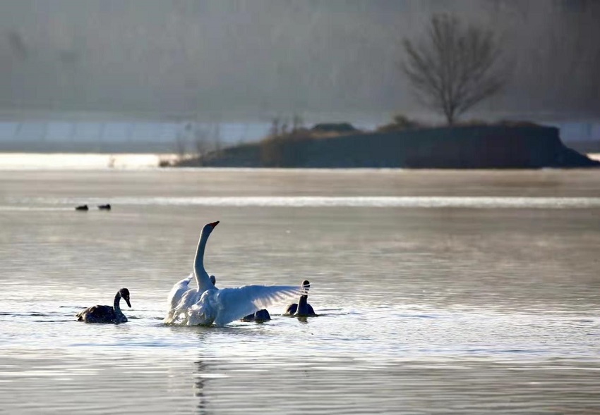 數百隻大天鵝遷徙至黃河流域青海化隆段越冬。李玉峰攝