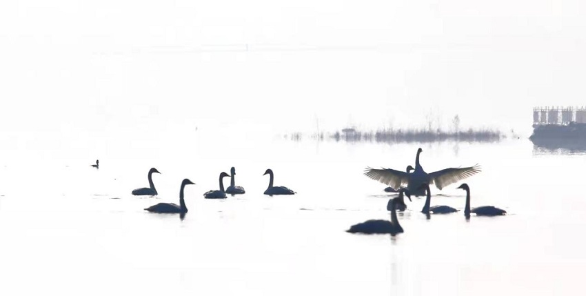 数百只大天鹅迁徙至黄河流域青海化隆段越冬。李玉峰摄