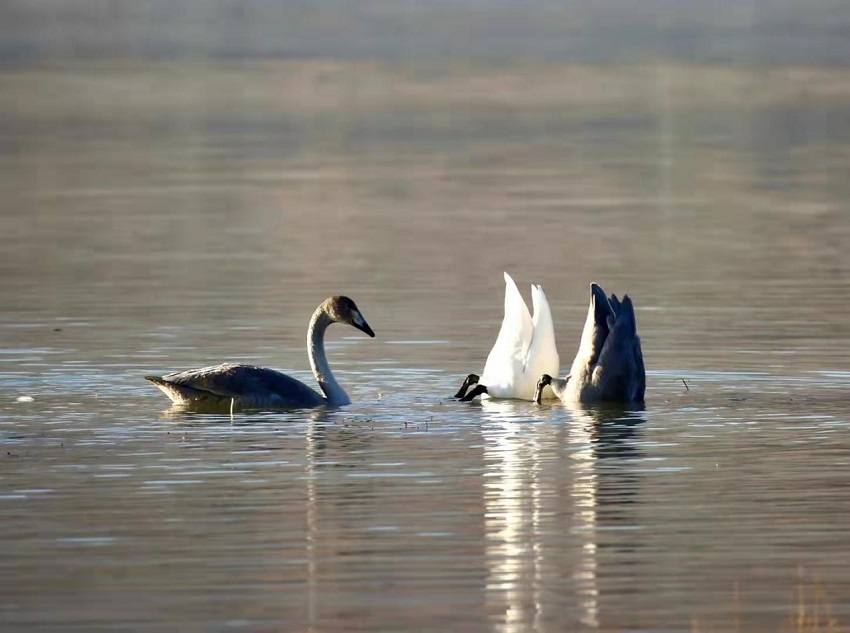 数百只大天鹅迁徙至黄河流域青海化隆段越冬。李玉峰摄