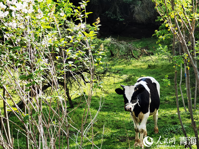 草地上悠閑的牛。人民網 馬盛楠攝
