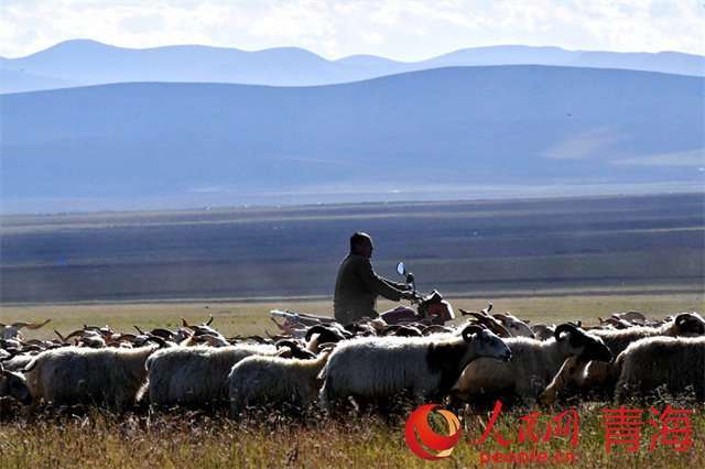 默勒镇牧民骑着摩托放羊。本报记者 姜峰摄