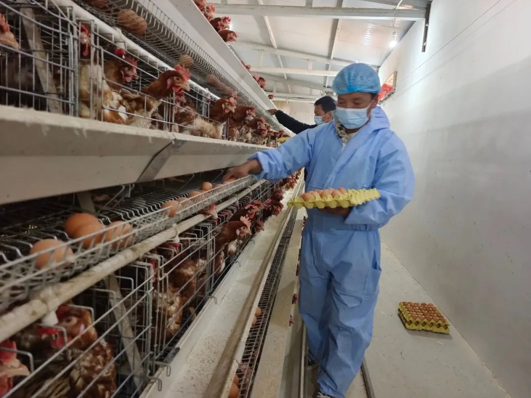 家禽养殖业发展良好。尖扎县委宣传部供图