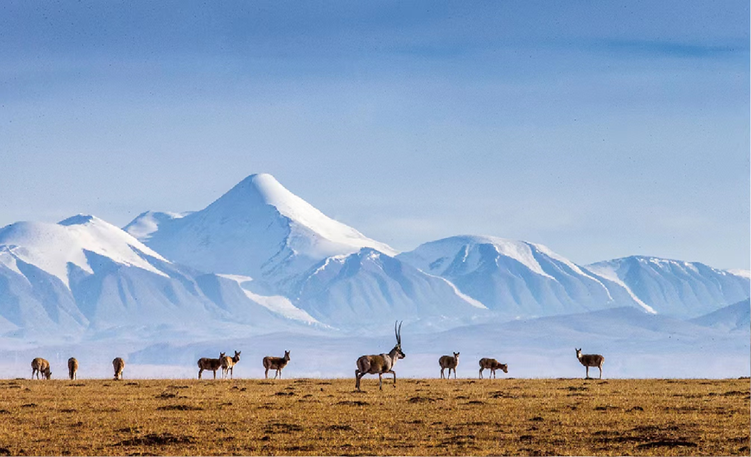 可可西裡藏羚羊群。玉樹州委宣傳部供圖
