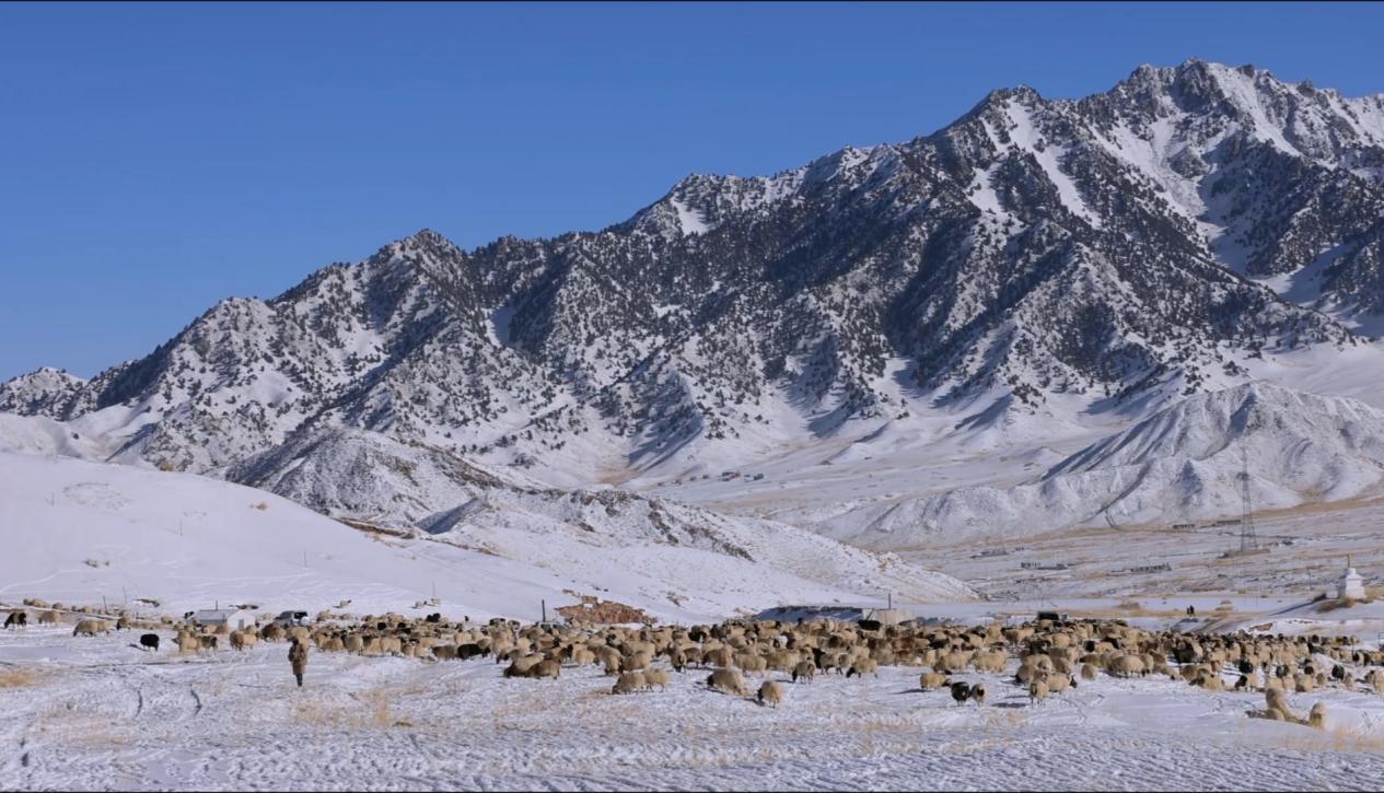 雪山下的羊群。莫佳寅 先宮攝