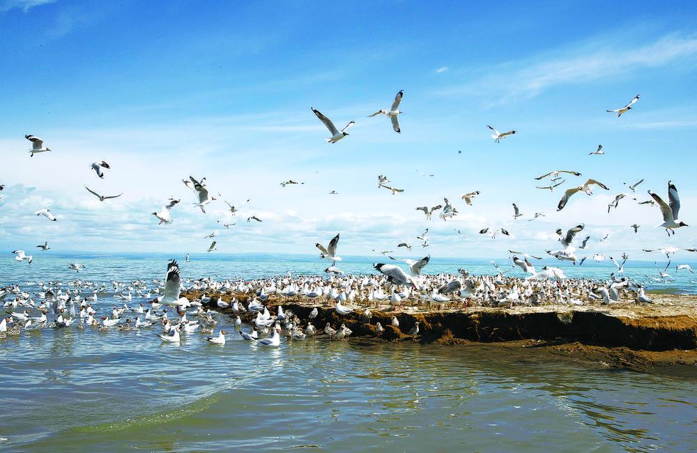 一群水鸟在青海湖鸟岛湿地活动（2021年7月1日摄）。新华社 星智摄