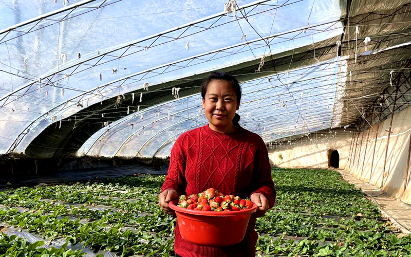草莓大棚喜獲豐收