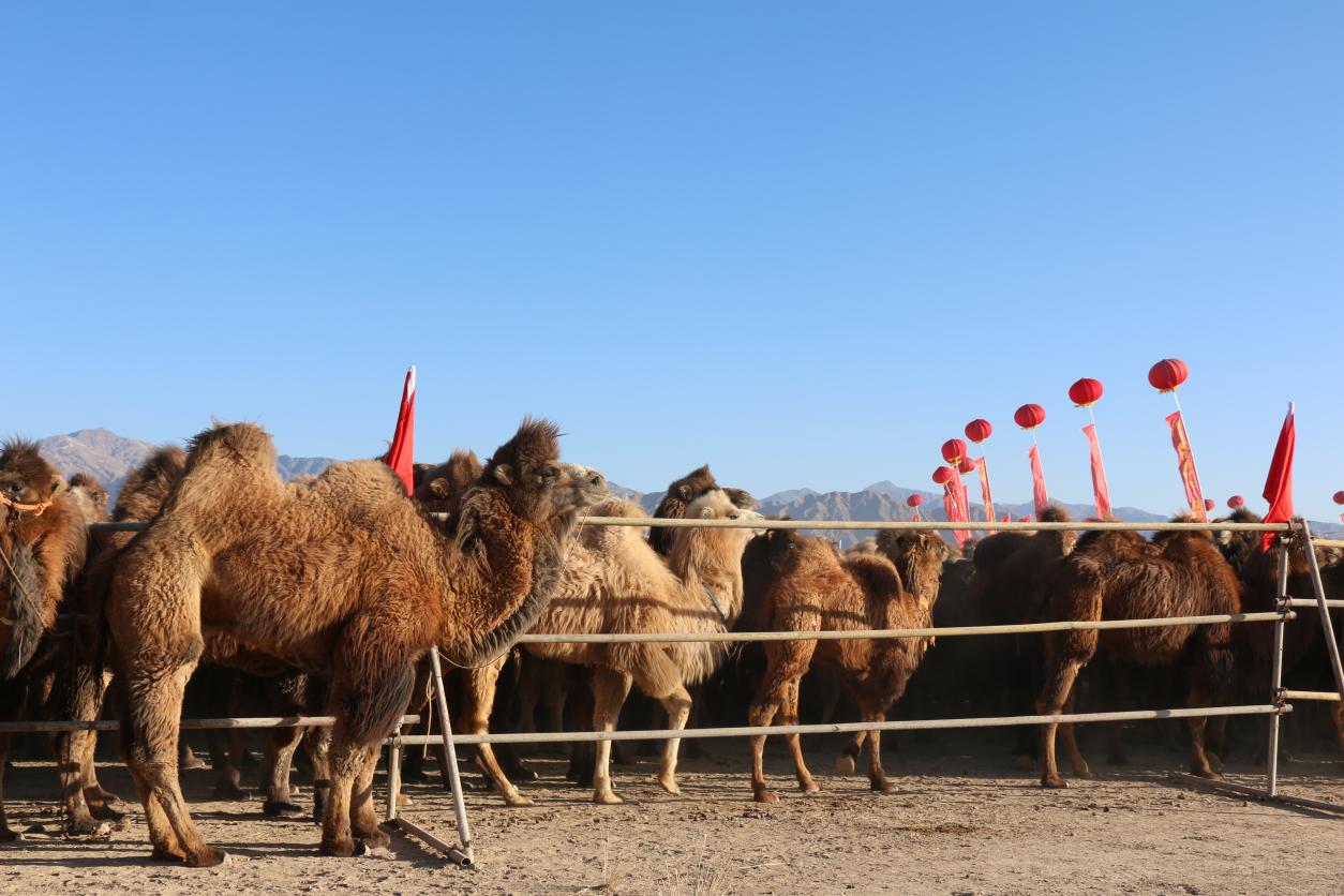 柴达木双峰骆驼。乌兰县委宣传部供图