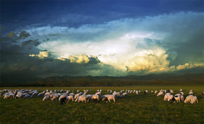 “茶卡羊”漫山遍野。烏蘭縣委宣傳部供圖