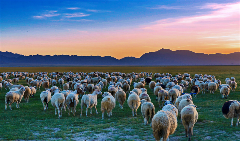 “茶卡羊”漫山遍野。烏蘭縣委宣傳部供圖