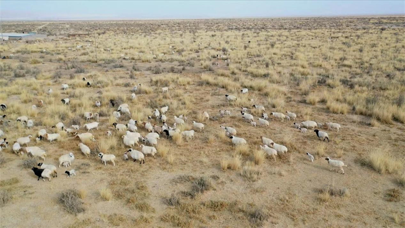 戈壁草原上的产羔羊群。焦久翼摄