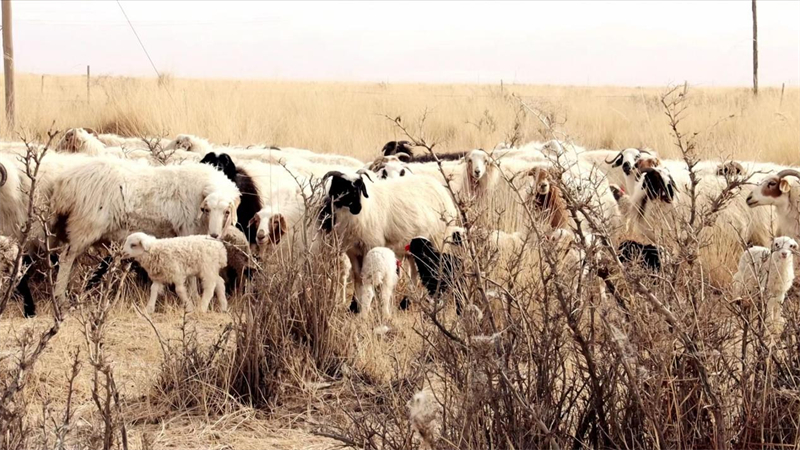 戈壁草原上的产羔羊群。义西桑摄