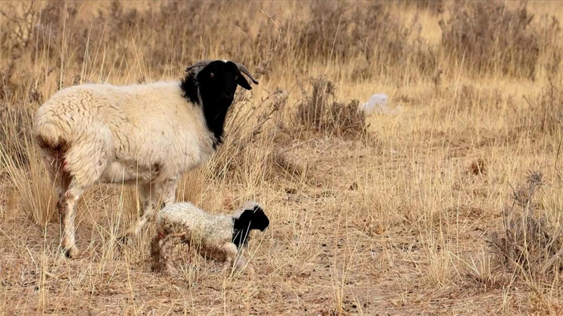 母羊和小羊。娜仁花摄