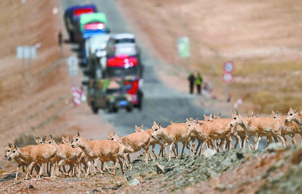 可可西里进入藏羚羊迁徙产仔季