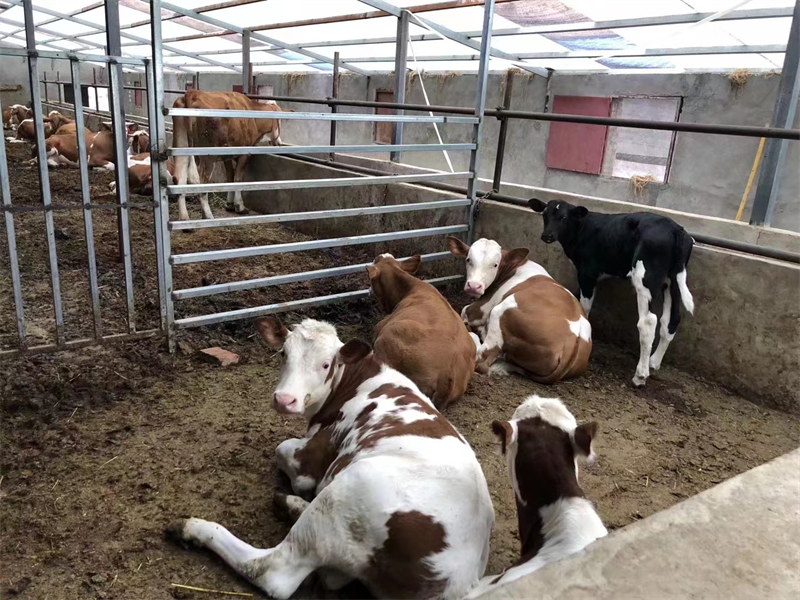 浩楠种养殖专业合作社养殖的西门塔尔牛。马木沙摄
