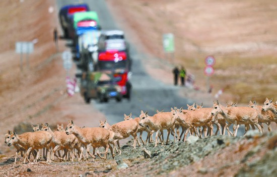 可可西裡進入藏羚羊遷徙產仔季