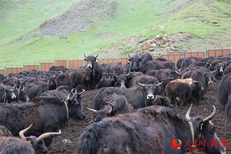 牧场中的牦牛。人民网 马可欣摄