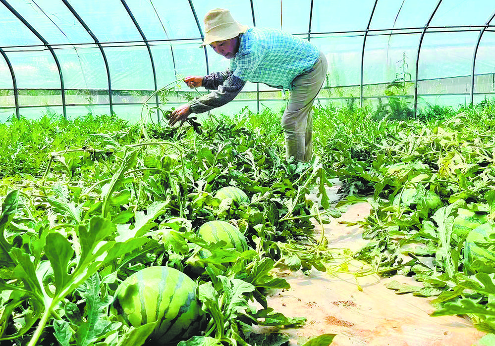 新庄村种植户正在给西瓜浇水。通讯员 李小英摄