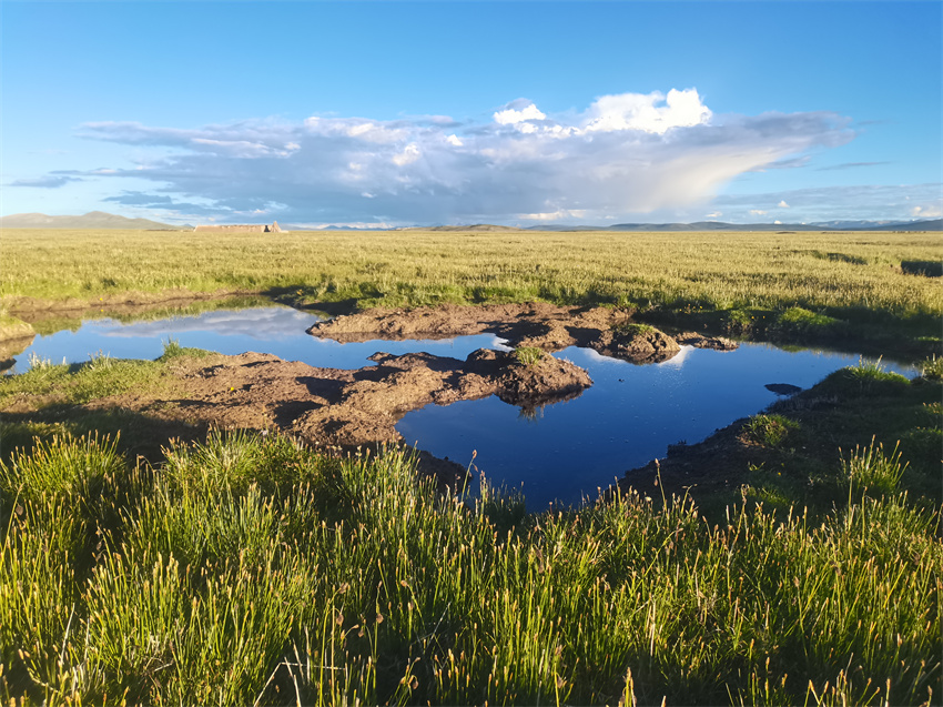 位於青藏高原腹地長江南源的當曲濕地。青海極地自然資源調查研究院供圖