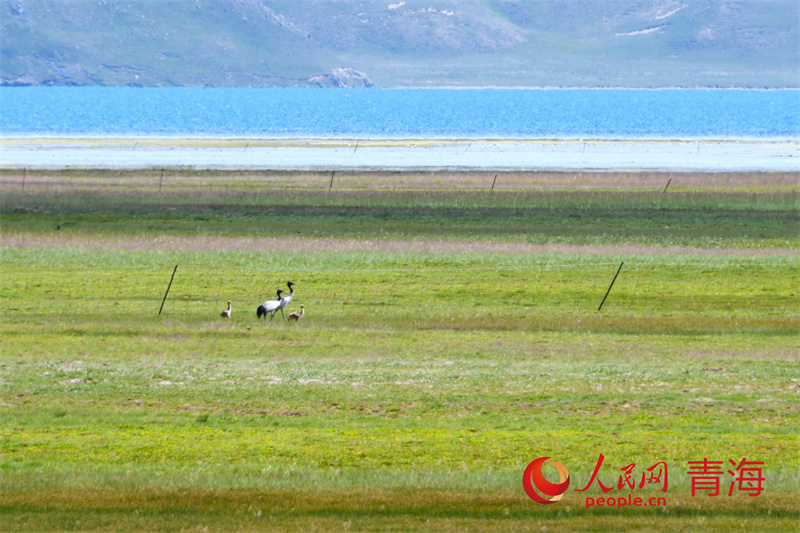 冬格措納湖濕地的黑頸鶴一家四口。人民網記者 甘海瓊攝