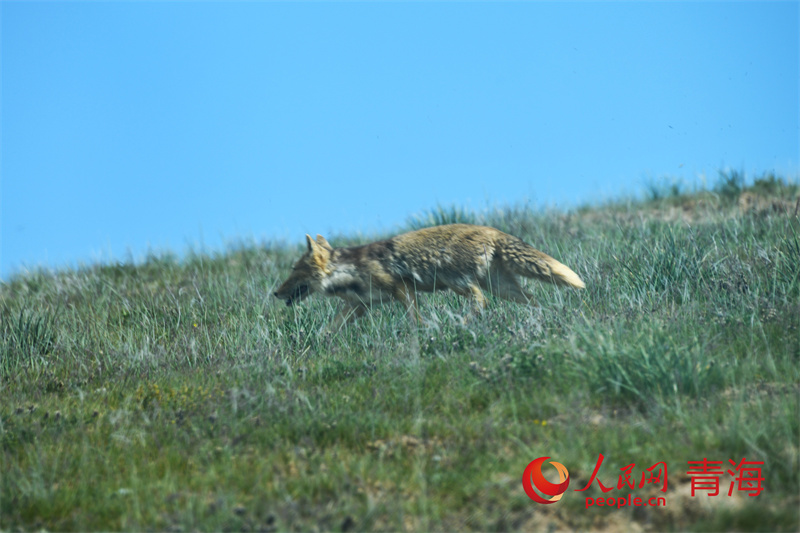 鄂陵湖畔的藏狐。
