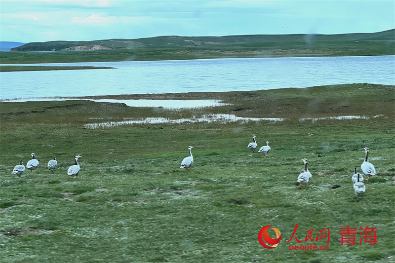 鄂陵湖濕地的斑頭雁。