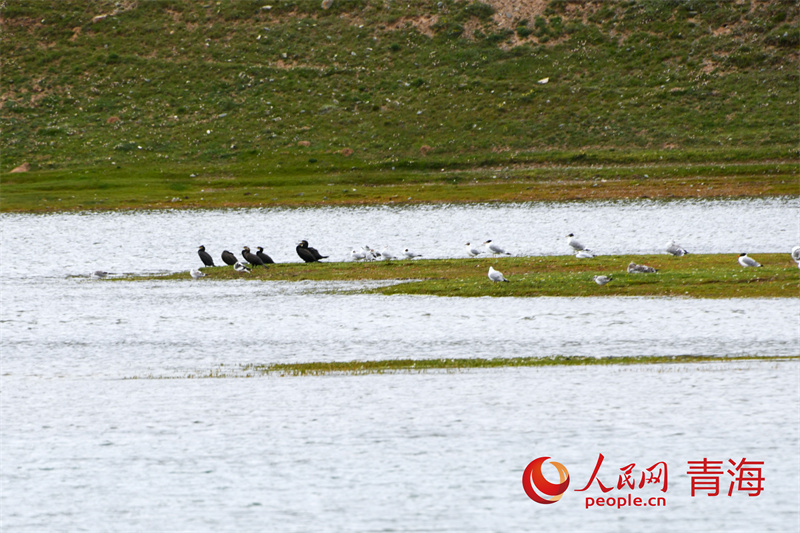 棲息在扎陵湖濕地的水鳥。