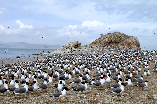 青海湖鳥類。青海湖國家級自然保護區管理局供圖