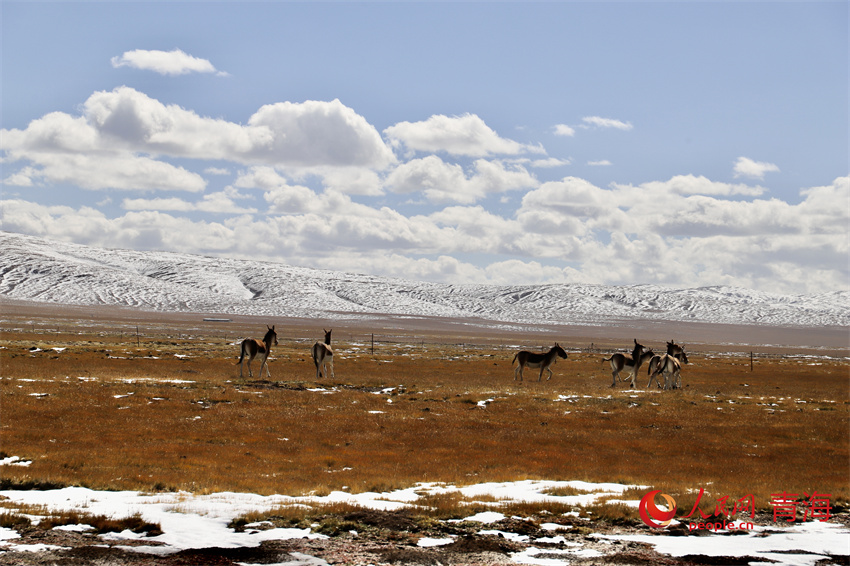 恣意奔跑在黃河源區的藏野驢。人民網 陳明菊攝