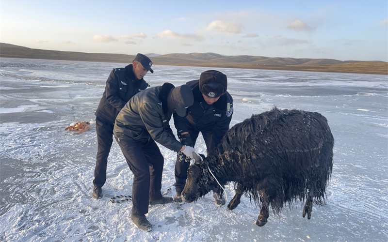 零下20℃ 海拔4300米 警民合力冰湖救牛