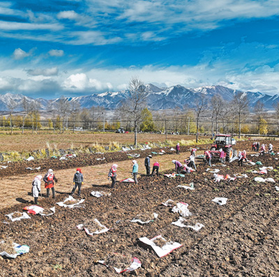 东和乡麻吉村村民正在采挖、晾晒药材。本报记者 贺勇摄
