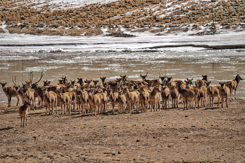 成群的白唇鹿在果洛州瑪多縣黃河鄉。宋忠勇