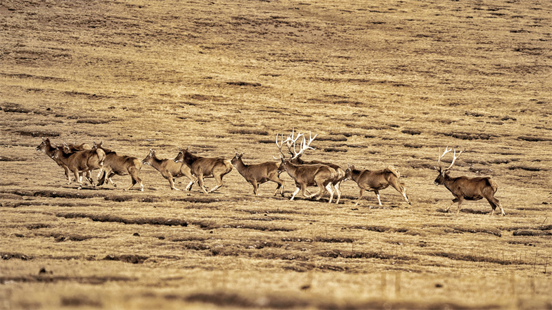 成群的白唇鹿在山地間奔跑。宋忠勇攝