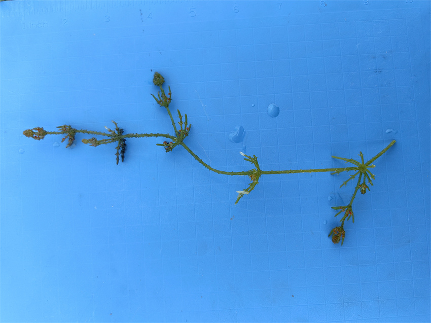擬球狀輪藻小枝。青海省林業和草原局供圖