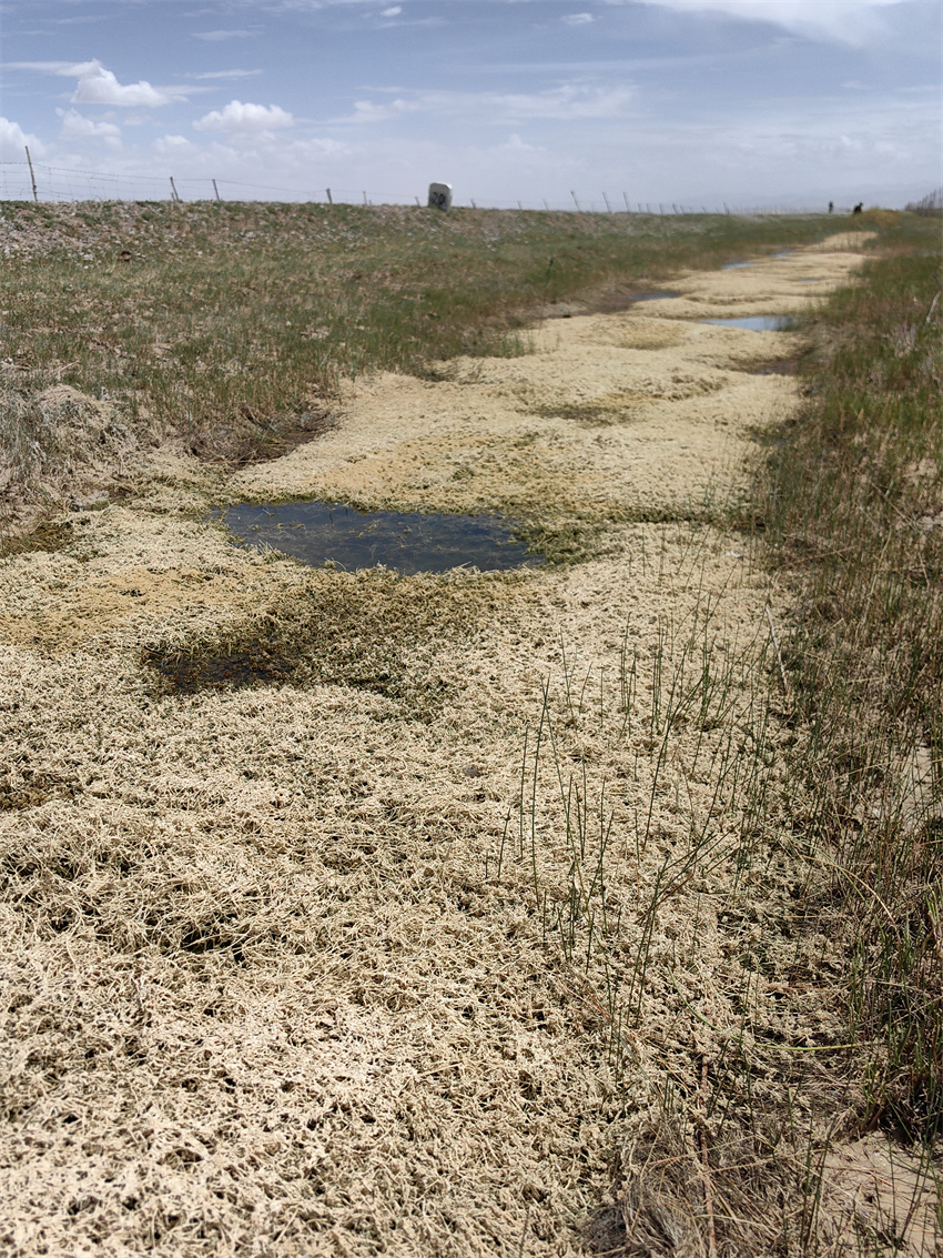 擬球狀輪藻生存環境。青海省林業和草原局供圖