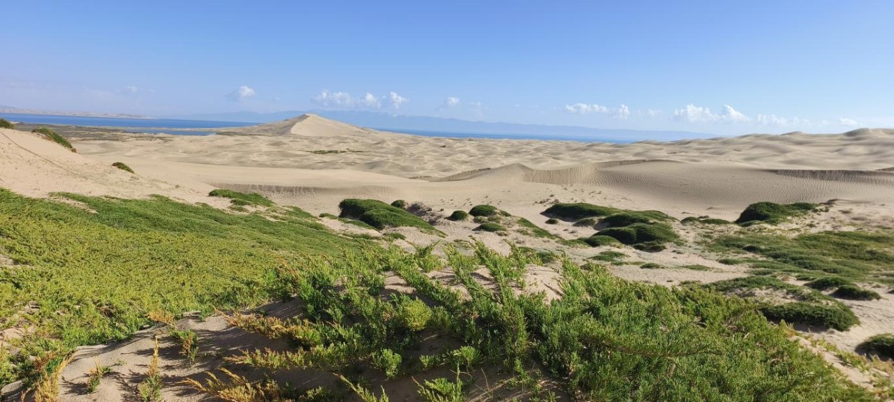 青海湖沙岛保护区监测到野生叉子圆柏成片生长
