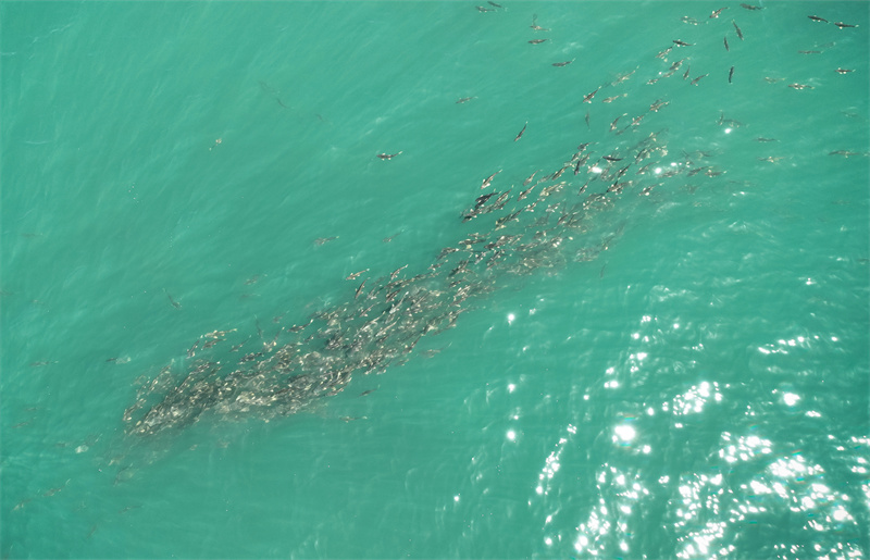 湟鱼群在青海湖中游动。陈有金摄