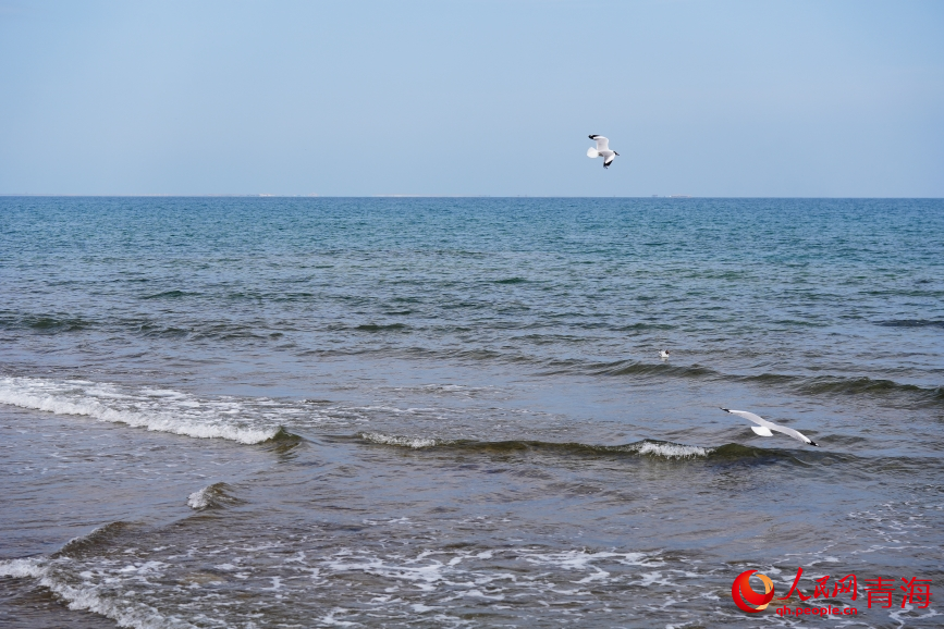 青海湖水鸟翔集。人民网 陈明菊摄