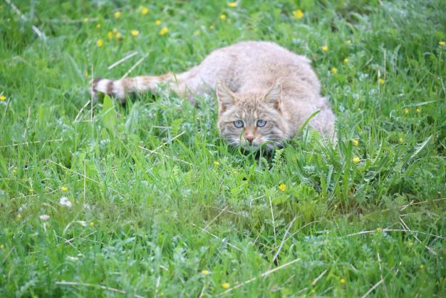 荒漠猫。大通县林草局供图