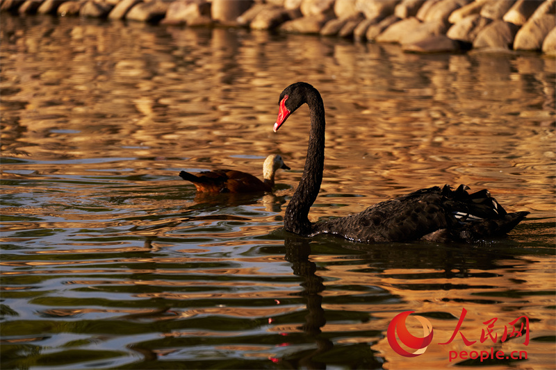 黑天鹅和本土的赤麻鸭在动物园人工湖中游弋。人民网记者 马天翼摄