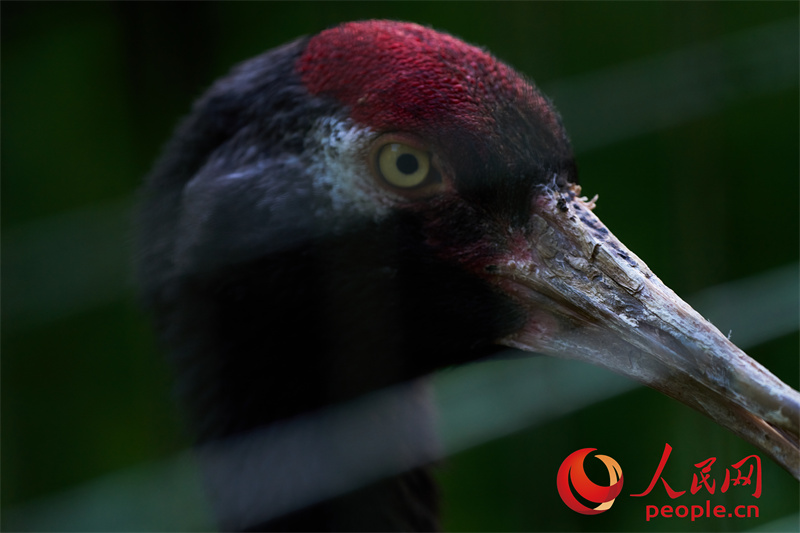 目光犀利的黑颈鹤。人民网记者 马天翼摄