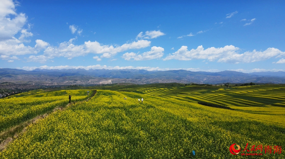 逊让乡油菜花田。人民网 陈明菊摄