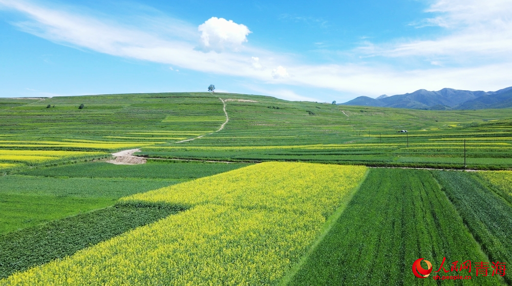 油菜花田邂逅盛夏。人民网 陈明菊摄