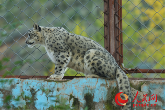 西宁野生动物园救护的雪豹。人民网记者 甘海琼摄